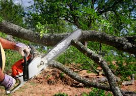 Reliable Greenwich, OH Tree Removal and Landscaping Services Solutions